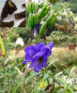 擬缺刻烏頭 擬缺刻烏頭