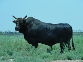 無棣黑牛 無棣黑牛