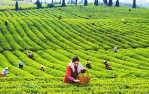 修水重振茶葉雄風