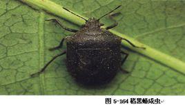 稻蝽 稻蝽