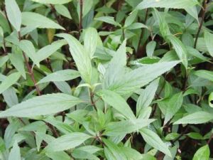 大澤蘭提取物 大澤蘭提取物