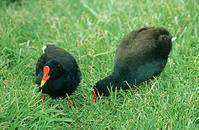 （圖）果夫島黑水雞