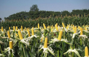 玉米