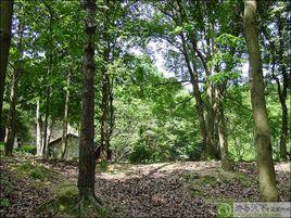 九連山林場 九連山林場