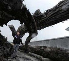 罕見巨大烏木，價值數百萬