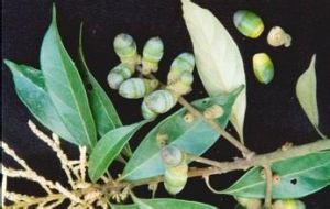 粉背石櫟 粉背石櫟