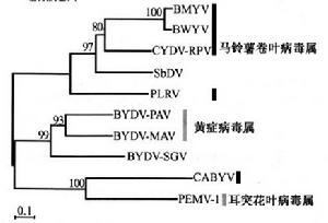 黃症病毒科的系統發育樹（超讀蛋白）