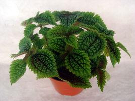 皺葉冷水花 皺葉冷水花