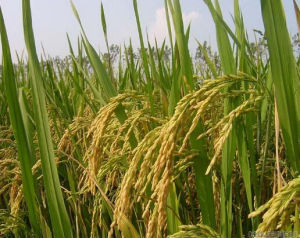 中香1號 中香1號