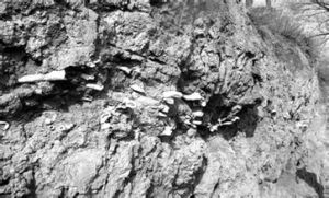 好水川之戰 好水川之戰