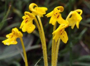 根葉亞群 根葉亞群