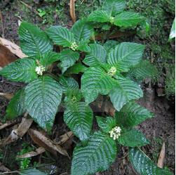 尖葉螺序草 尖葉螺序草