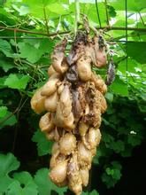 酸腐扭頭蟲 酸腐扭頭蟲