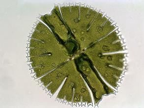 冠毛多棘鼓藻 冠毛多棘鼓藻