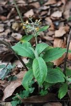 寬翅合耳菊 寬翅合耳菊