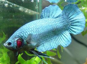 鬥魚圖片-世界名魚