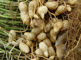 冀油4號 冀油4號