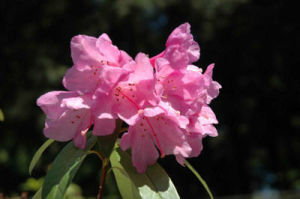 灰被杜鵑 灰被杜鵑