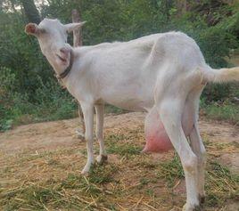 文登奶山羊 文登奶山羊