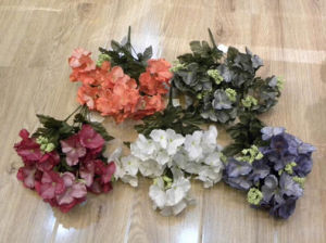 珠光繡球 珠光繡球