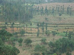 生態林金塘子自然村-