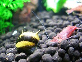 蜜蜂角螺 蜜蜂角螺