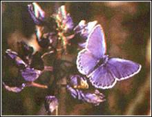 卡納藍蝴蝶