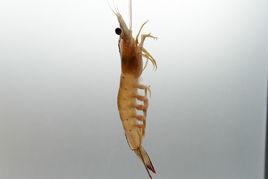 南海大明蝦 南海大明蝦