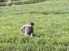 茶農