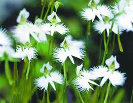 奇妙的植物 奇妙的植物