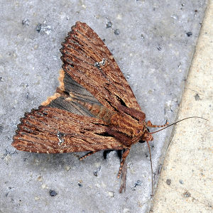 毀秀夜蛾 毀秀夜蛾