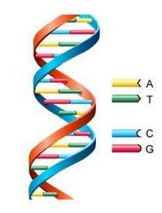 遺傳信息 遺傳信息