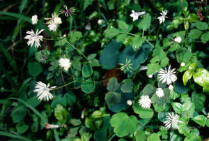 傅氏唐松草 傅氏唐松草