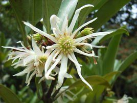 大嶼八角 大嶼八角