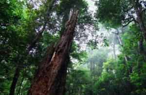 尖峰嶺錐 尖峰嶺錐