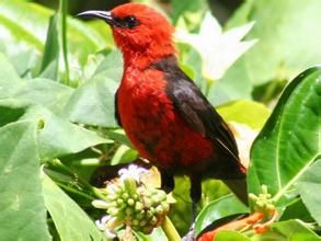 深紅攝蜜鳥 深紅攝蜜鳥