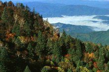 崗山國家森林公園