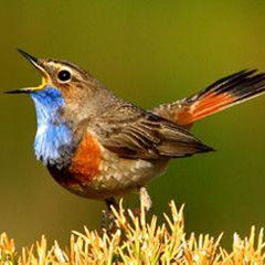 鶯聲燕語 鶯聲燕語