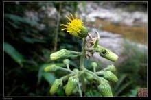 狹葉艾納香 狹葉艾納香