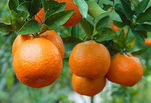 鳳凰[旅遊風景區]