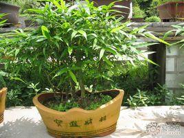 毛竹盆景 毛竹盆景