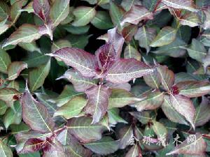 紫葉錦帶 紫葉錦帶