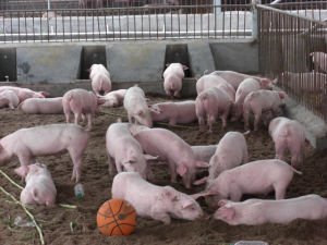 生豬飼養