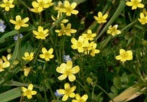 紡錘毛茛 紡錘毛茛