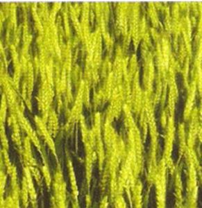 漯麥八號 漯麥八號