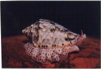 穀米螺科 穀米螺科