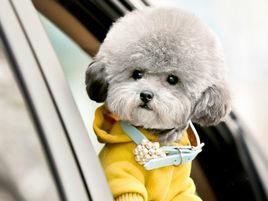 捲毛比熊犬 捲毛比熊犬