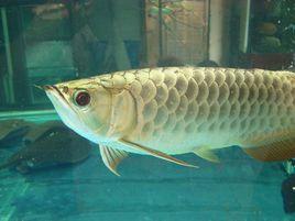 V字狗頭 V字狗頭