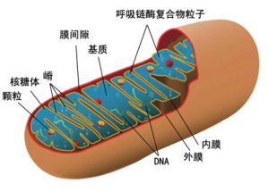 線粒體基因組 線粒體基因組
