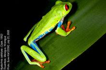 紅眼樹蛙 Agalychnis callidryas